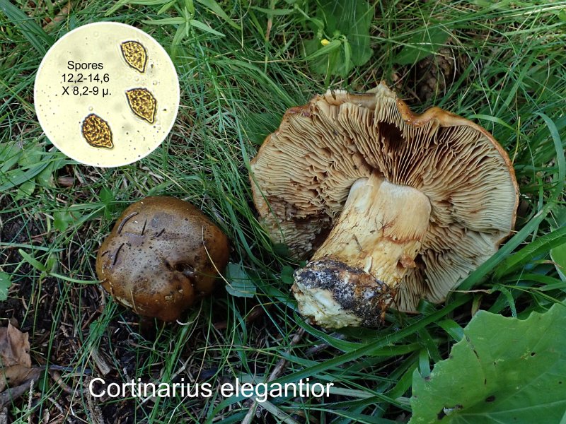 Cortinarius elegantior-amf636-1.jpg - Cortinarius elegantior ; Syn: Phlegmacium elegantius ; Nom français: Cortinaire élégant